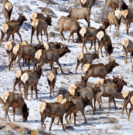 Montana Elk Photo